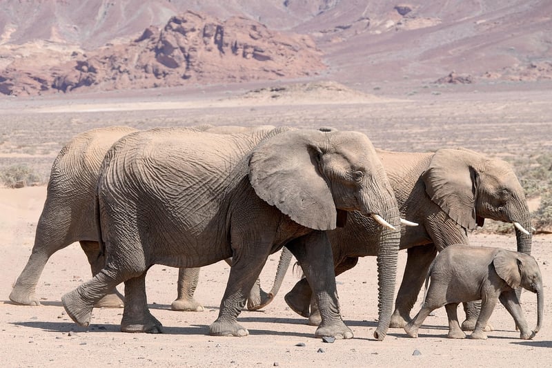 Wildlife Photography